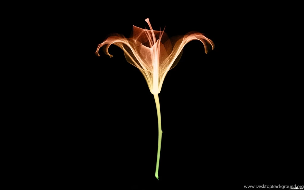 Lily X ray Wallpapers » WallDevil   Best Free HD Desktop And Mobile ...