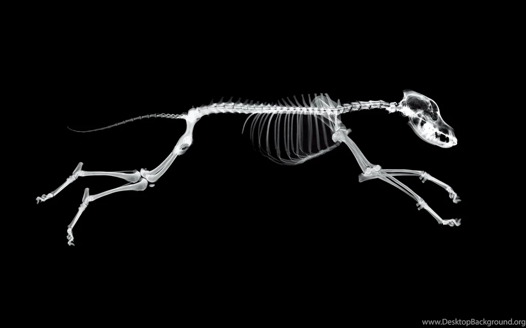 Xray Perspective (id: 197235) – BUZZERG