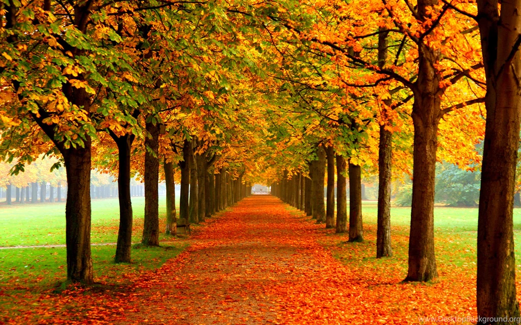Autumn Alley Free Wallpapers