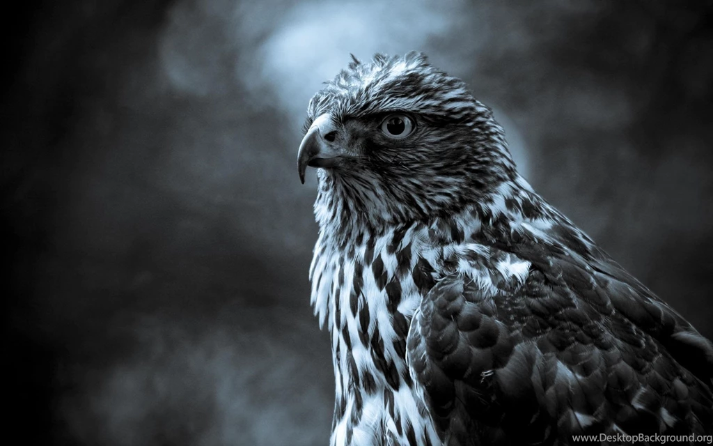 Amazing hawk full screen high definition wallpaper.jpeg