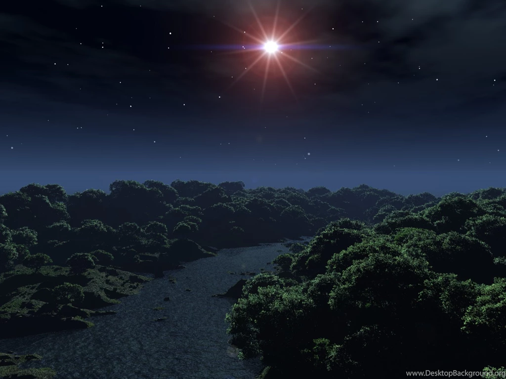 The Gallery For > Nighttime Forest Photography