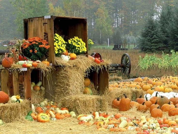 Outdoor Decor   Lots Of Pumpkins, Gourds, Mums, Hay Bays, Wood ...