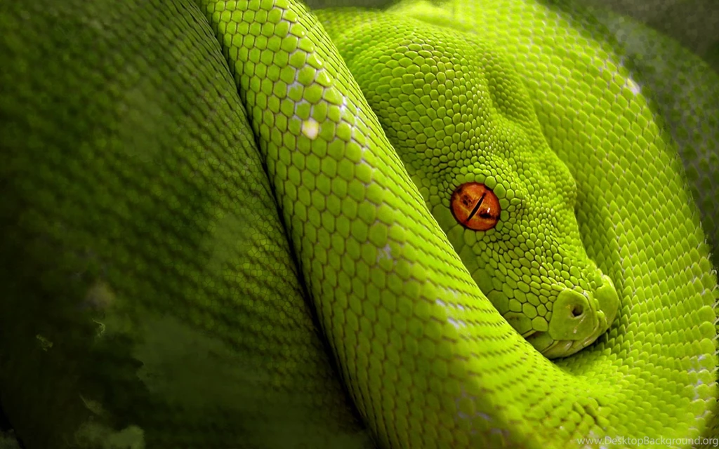 High Definition Snake Wallpapers For Free Download