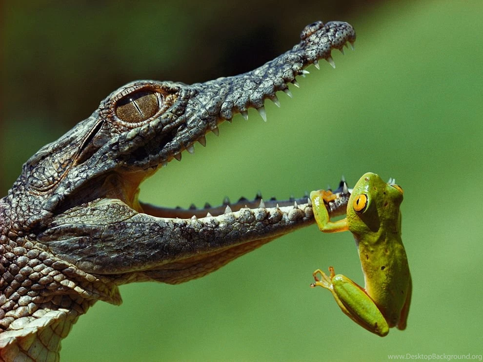 Frog mouth crocodile blair_42596_990x742.jpg