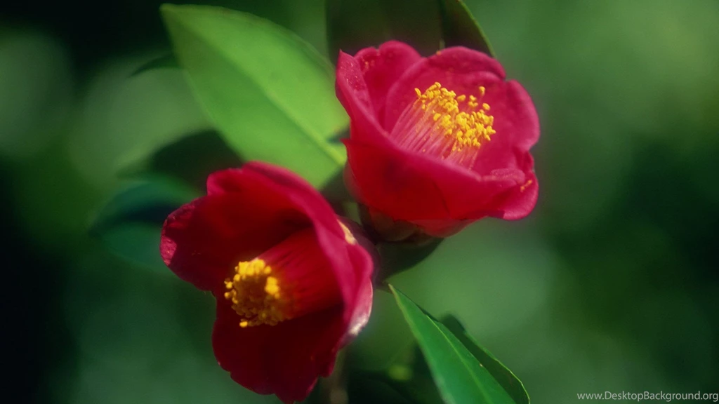 Flowers Wallpapers Archives   Page 15 Of 15   Free Desktop ...