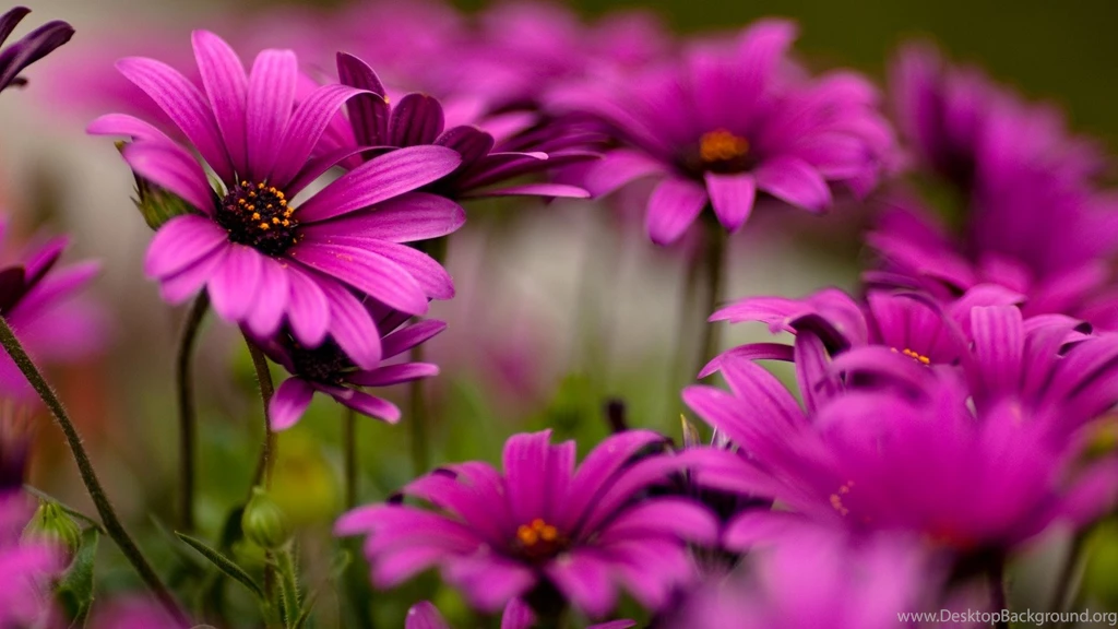 Beautiful Flower Wallpapers For Desktop Free Download