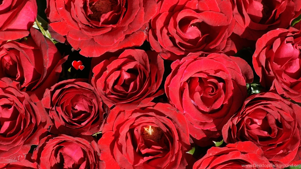 Beautiful Red Roses Wallpapers HD Wallpapers Lovely