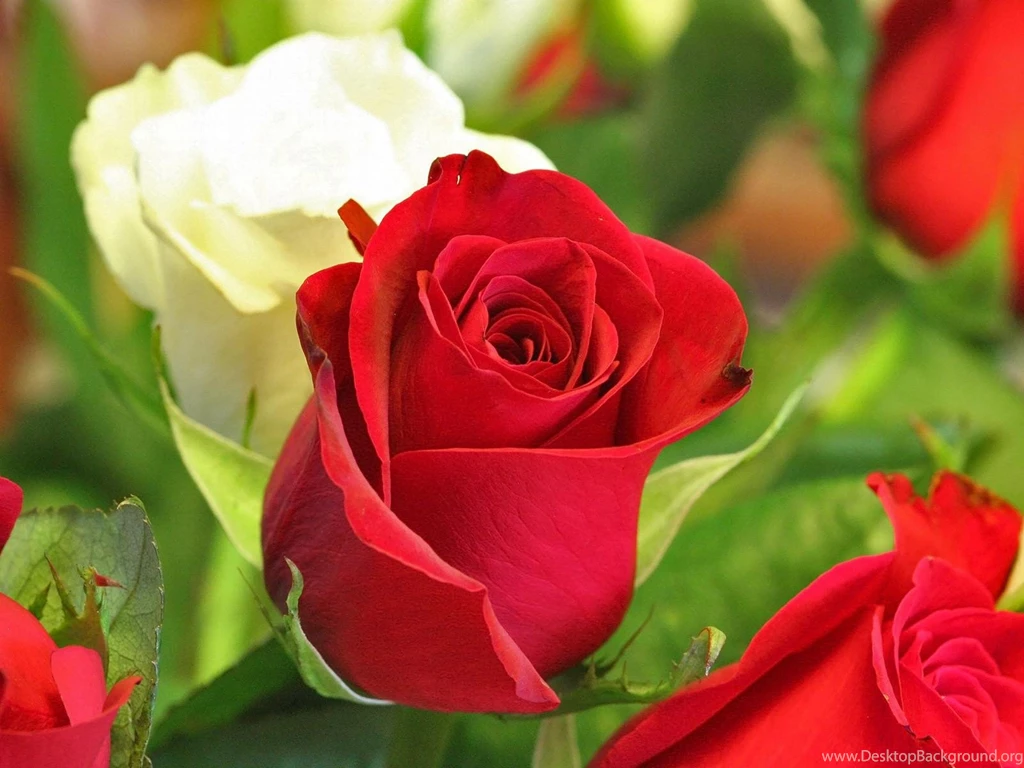 Pic New Posts: Wallpapers Red Roses Images