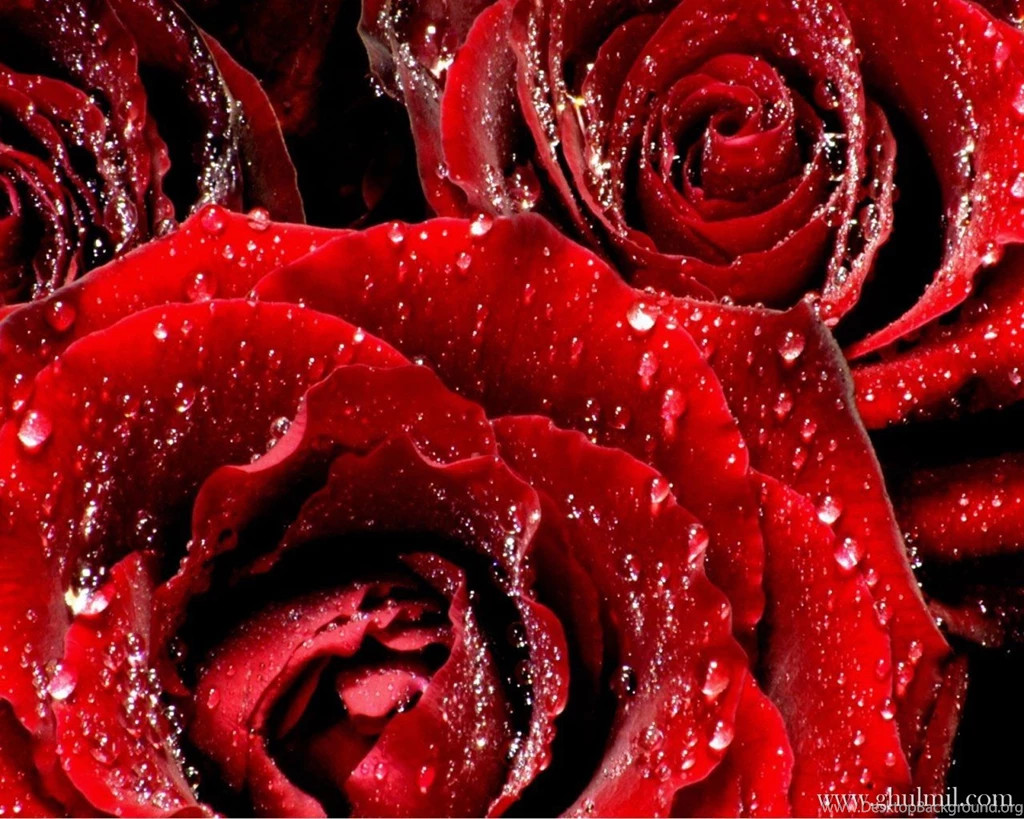 Red Roses, Most Popular Rose, Rose Wallpapers, Beautiful Rose, Red ...