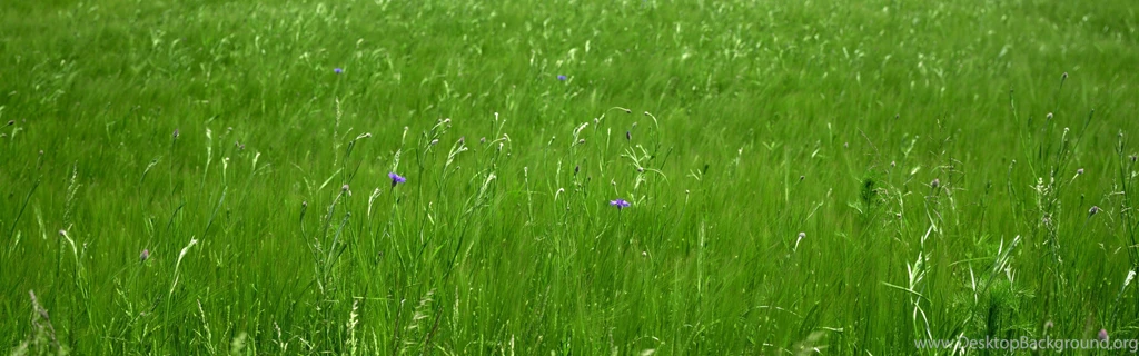 Fields: Green Field Nature Flowers Wild Multi Monitor Wallpapers ...