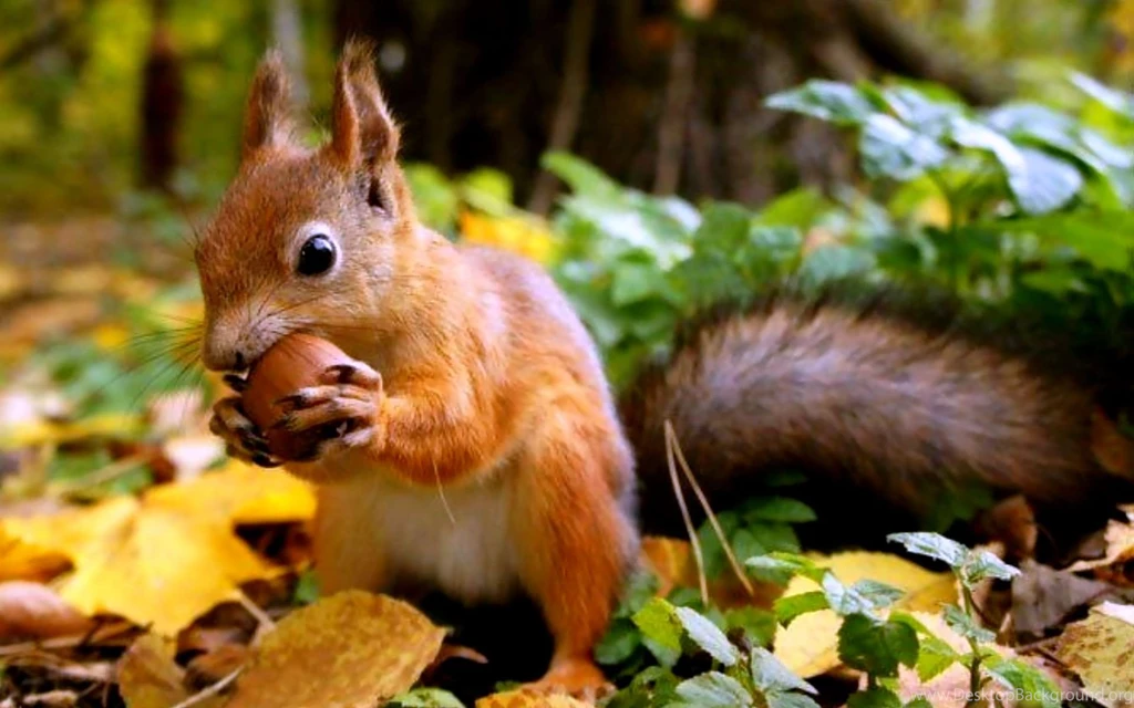 Image result for squirrel at computer