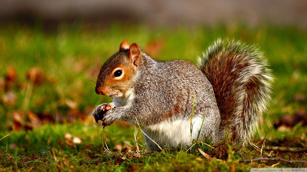 Squirrel Wallpapers 203511