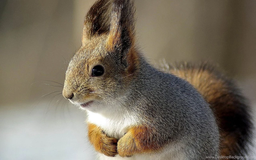 Super Squirrel Wallpapers