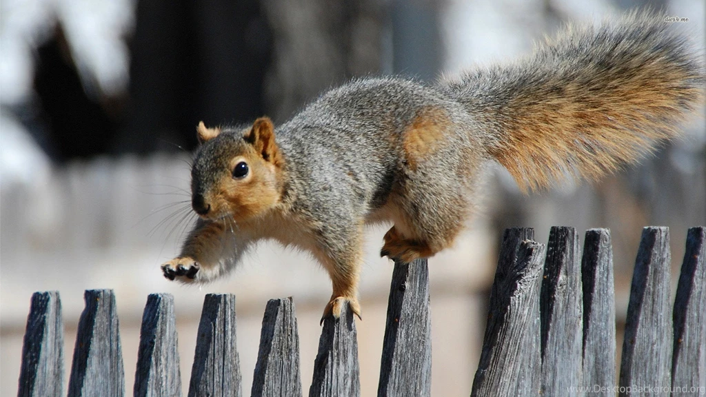Gorgeous Squirrel Wallpapers