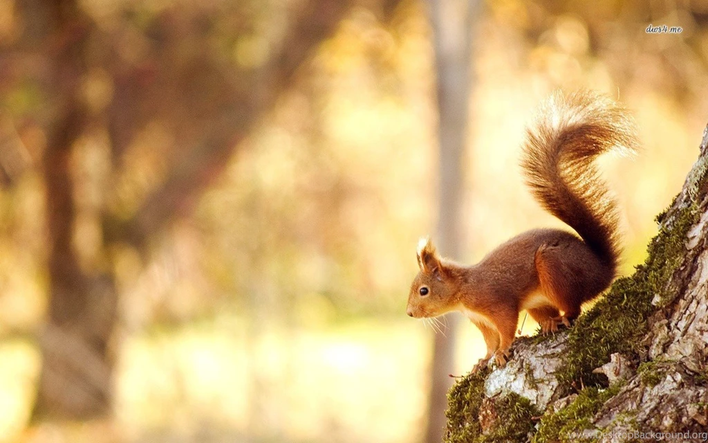 Squirrel Wallpapers   Animal Wallpapers