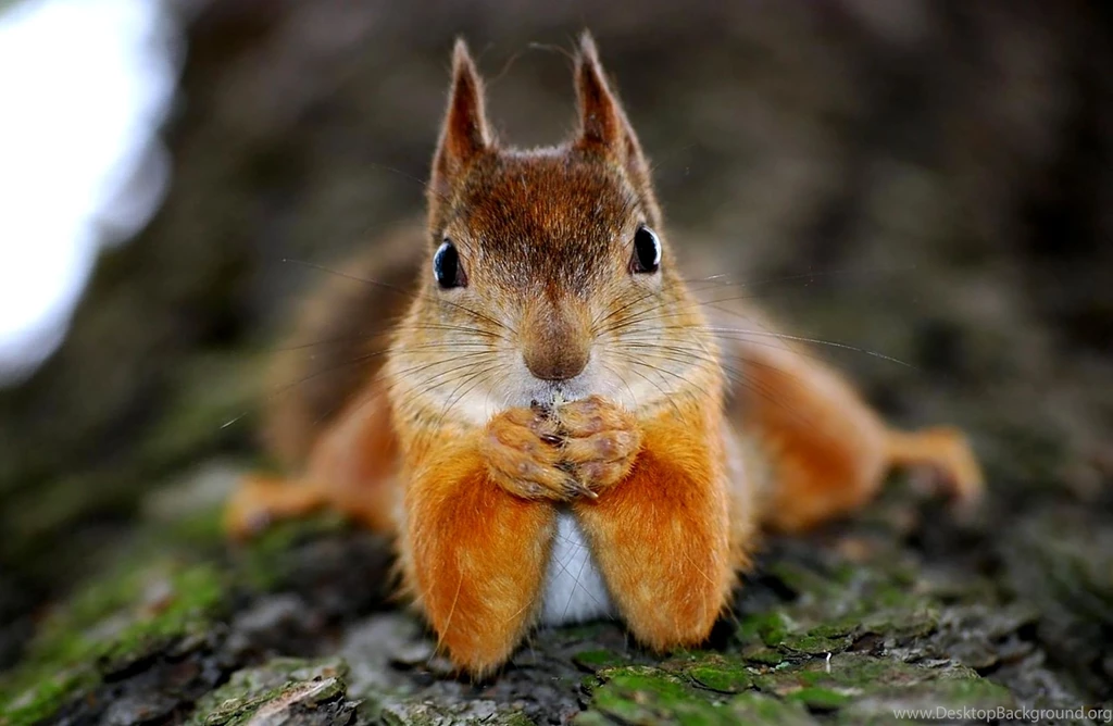 Squirrel Computer Wallpapers, Desktop Backgrounds