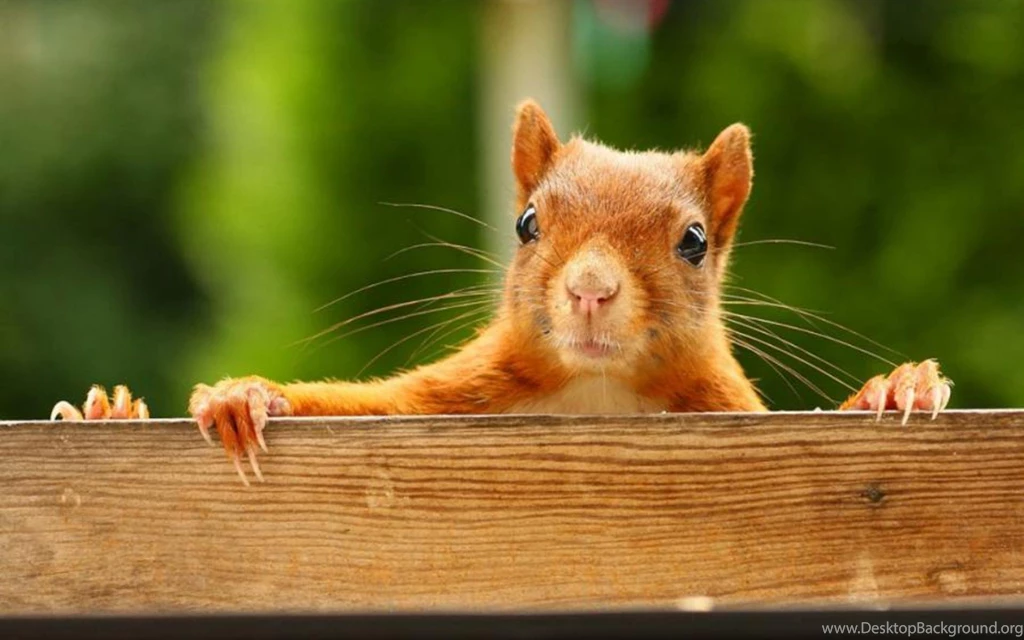 Squirrel Wallpapers HD Pictures