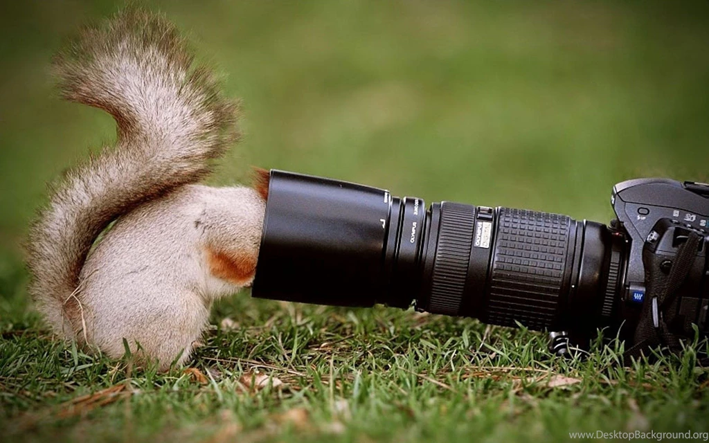 Curious Squirrel >> HD Wallpaper, Get It Now!