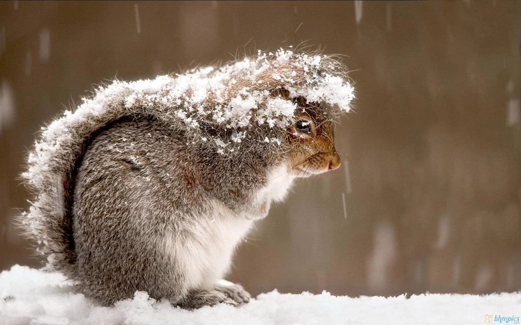Snowy Squirrel >> HD Wallpaper, Get It Now!