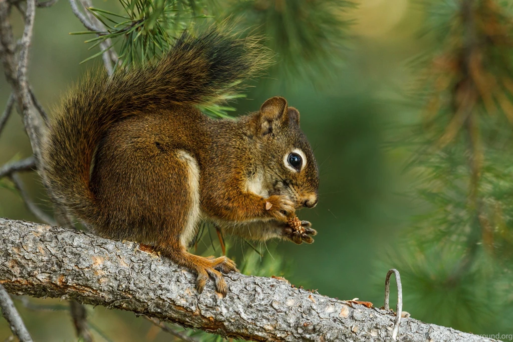 Squirrel Computer Wallpapers, Desktop Backgrounds