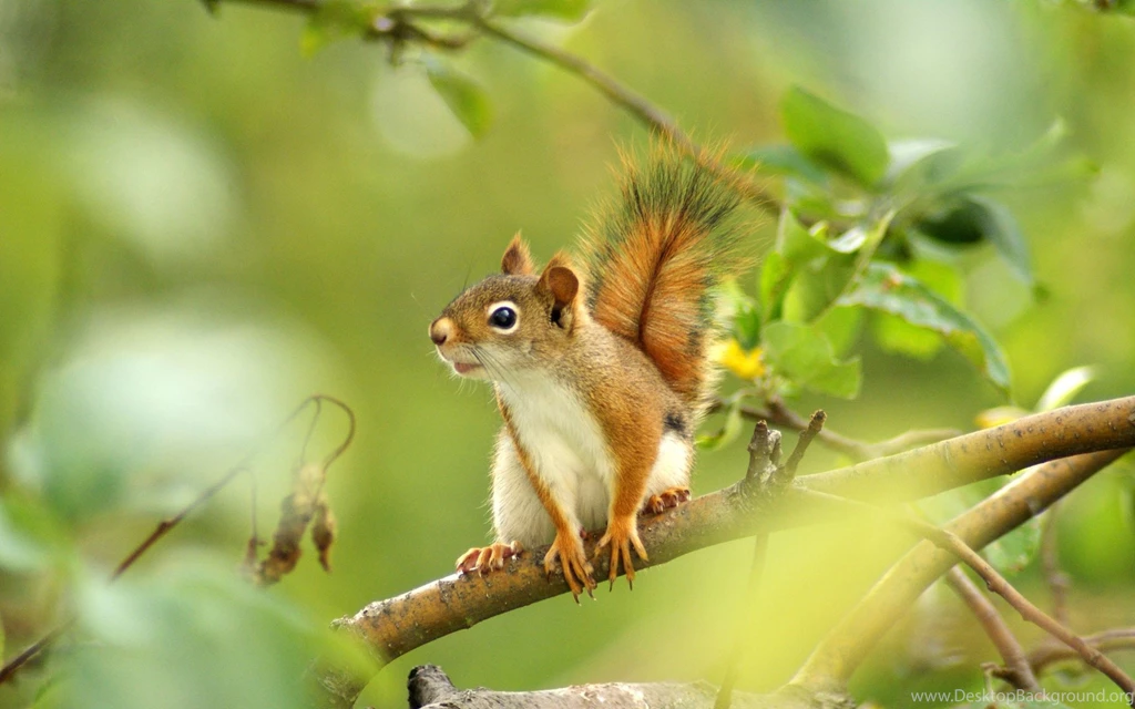 Squirrel Computer Wallpapers, Desktop Backgrounds