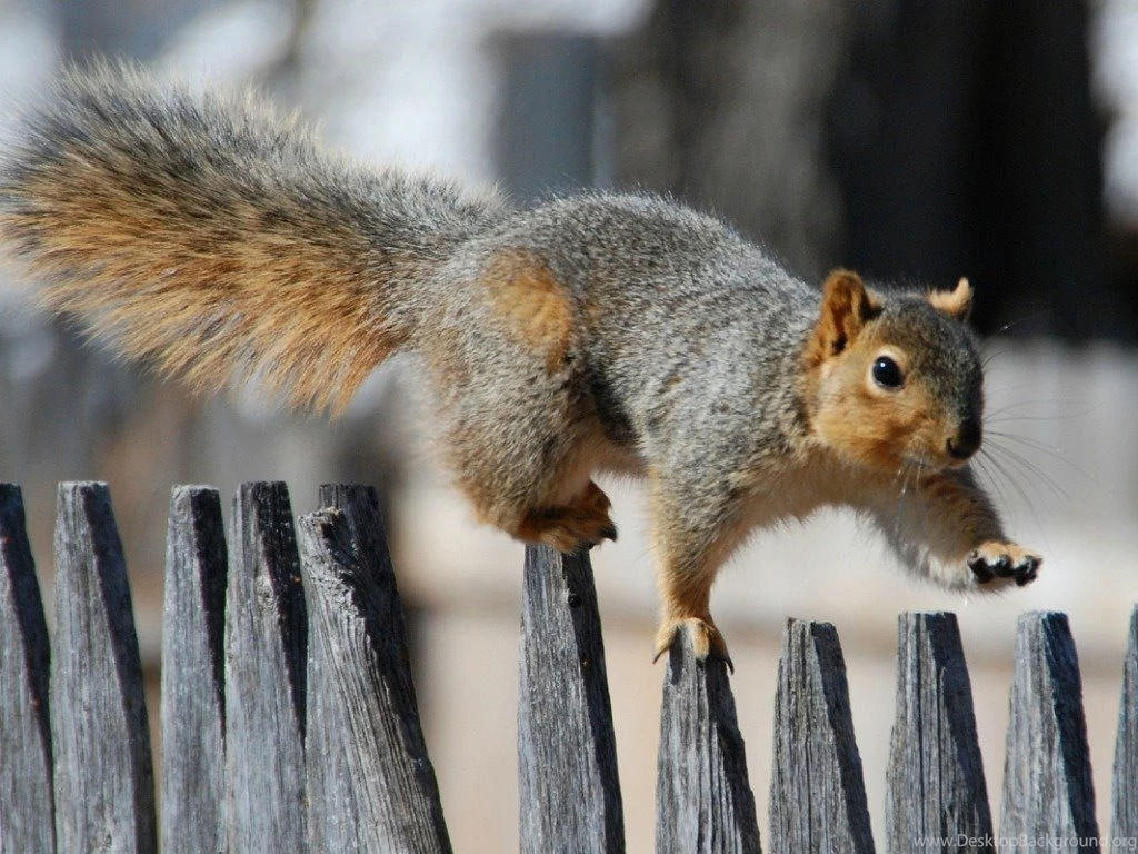 Beautiful Wallpapers: Squirrels Wallpapers