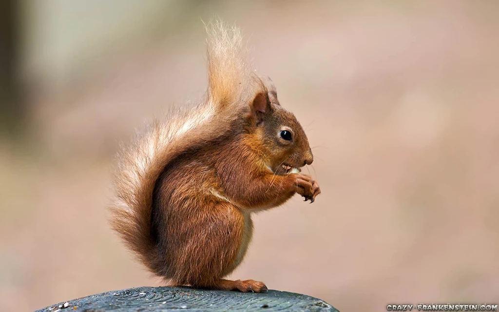 Squirrel Wallpapers Crazy Frankenstein
