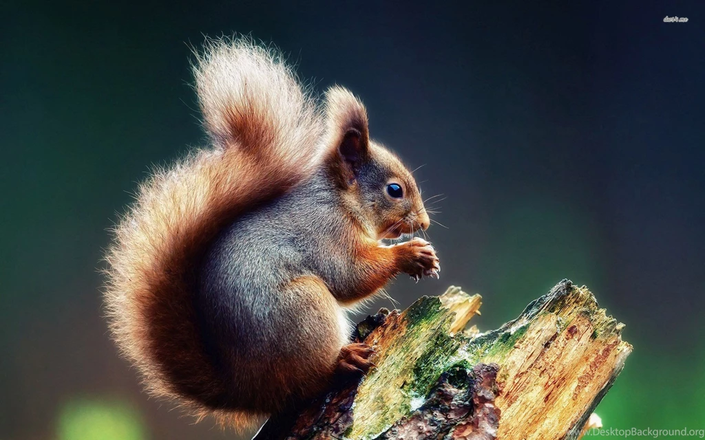 Squirrel Wallpapers   Animal Wallpapers