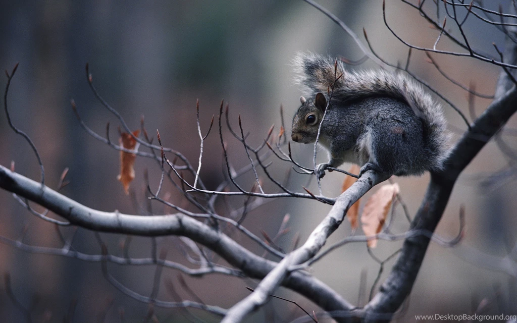 Download The Autumn Squirrel Wallpaper, Autumn Squirrel iPhone ...