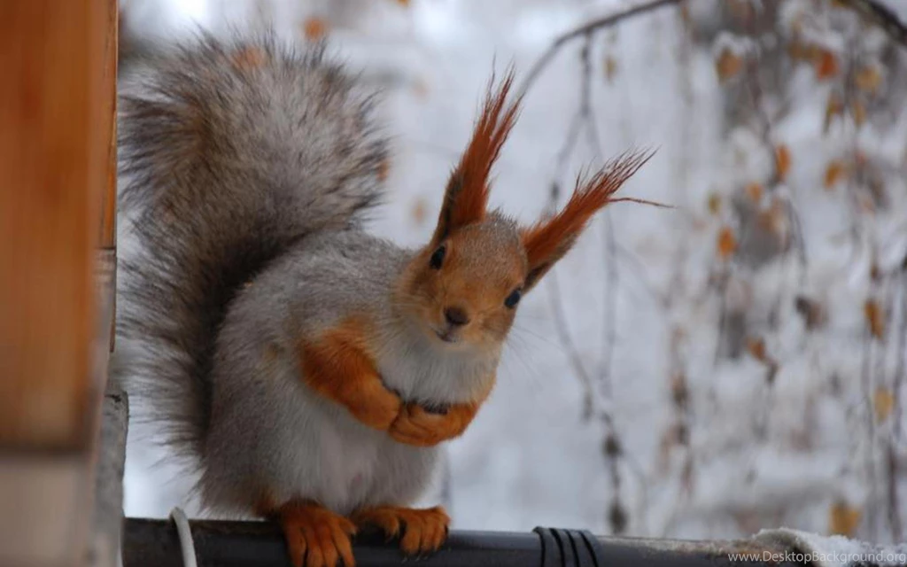 Funny Squirrel Wallpapers 138824