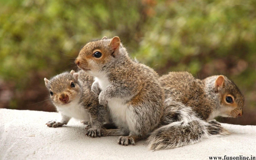 Baby squirrel wallpaper.jpg