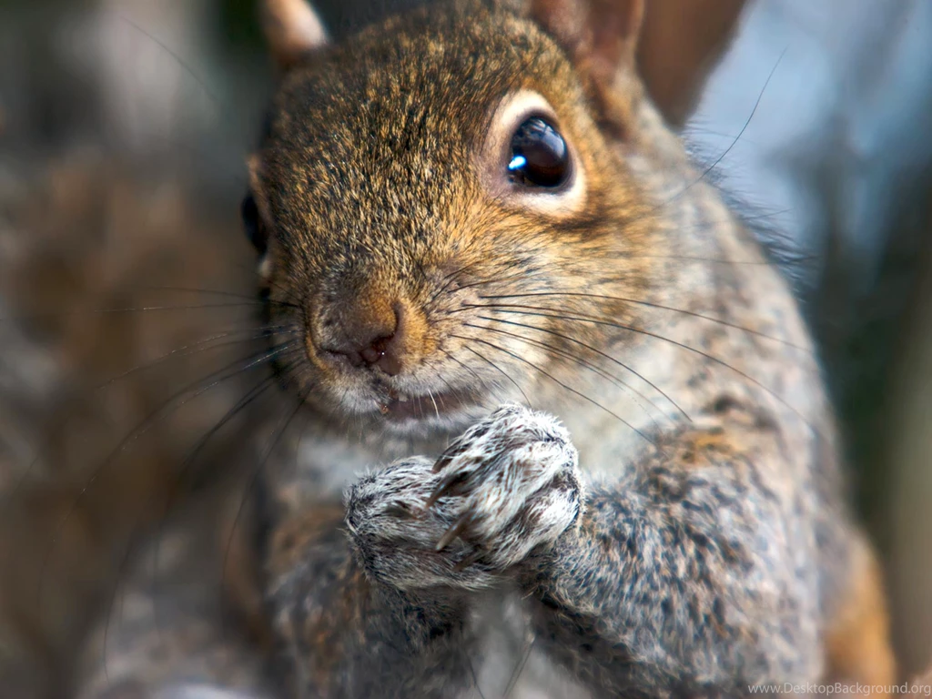 Squirrel Wallpapers