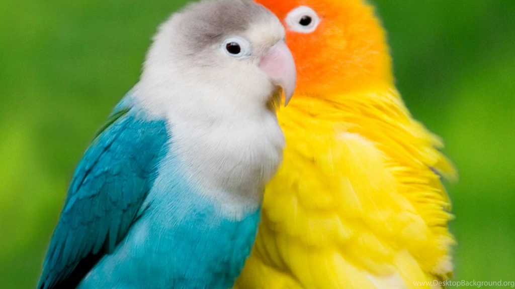 Animals Wallpapers HD Desktop Backgrounds Page 154