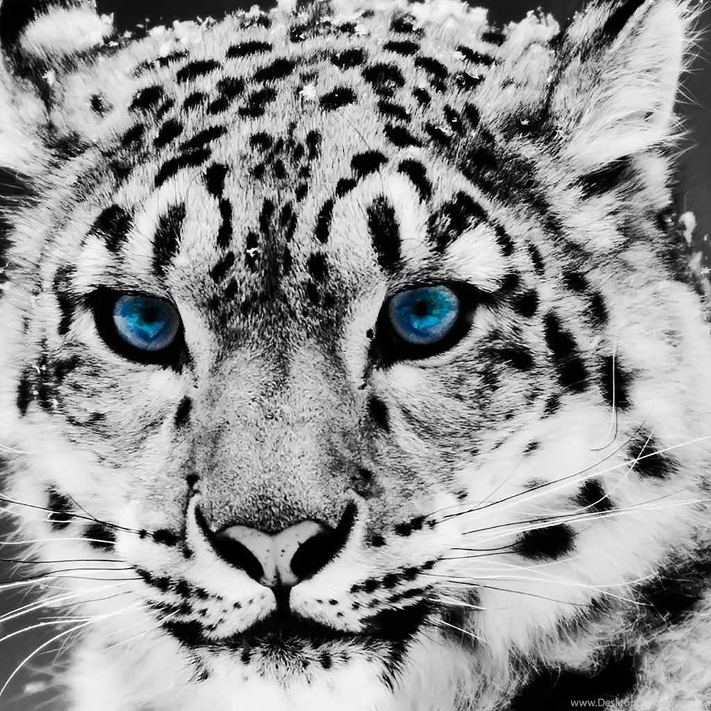 Animals ipad background 3.jpg