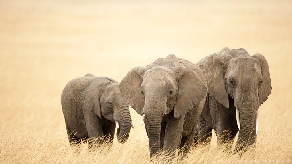 Animal Elephant Wallpaper Backgrounds.jpg