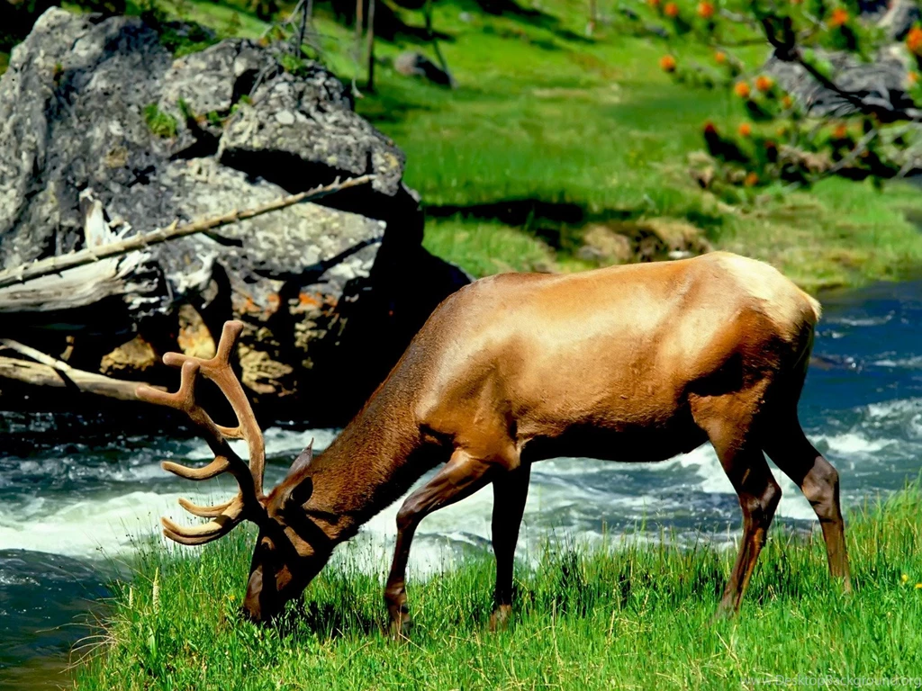 Pictures Of All Animals Desktop Backgrounds