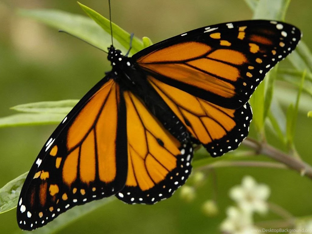 Free Monarch Butterfly Wallpapers Download Animals Town
