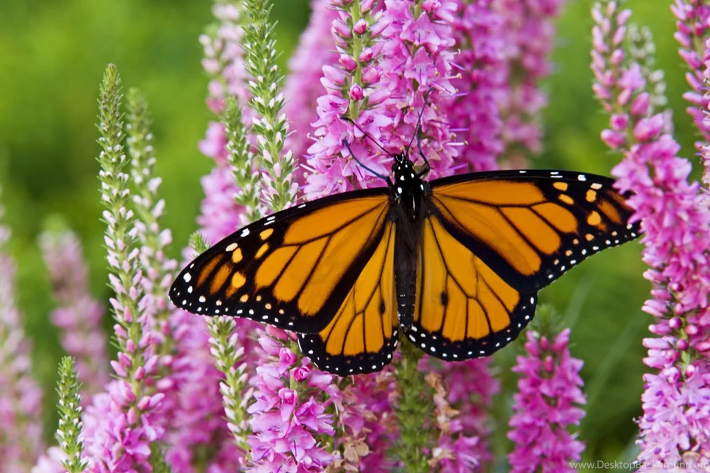 Monarch Butterfly   Wallpaper.