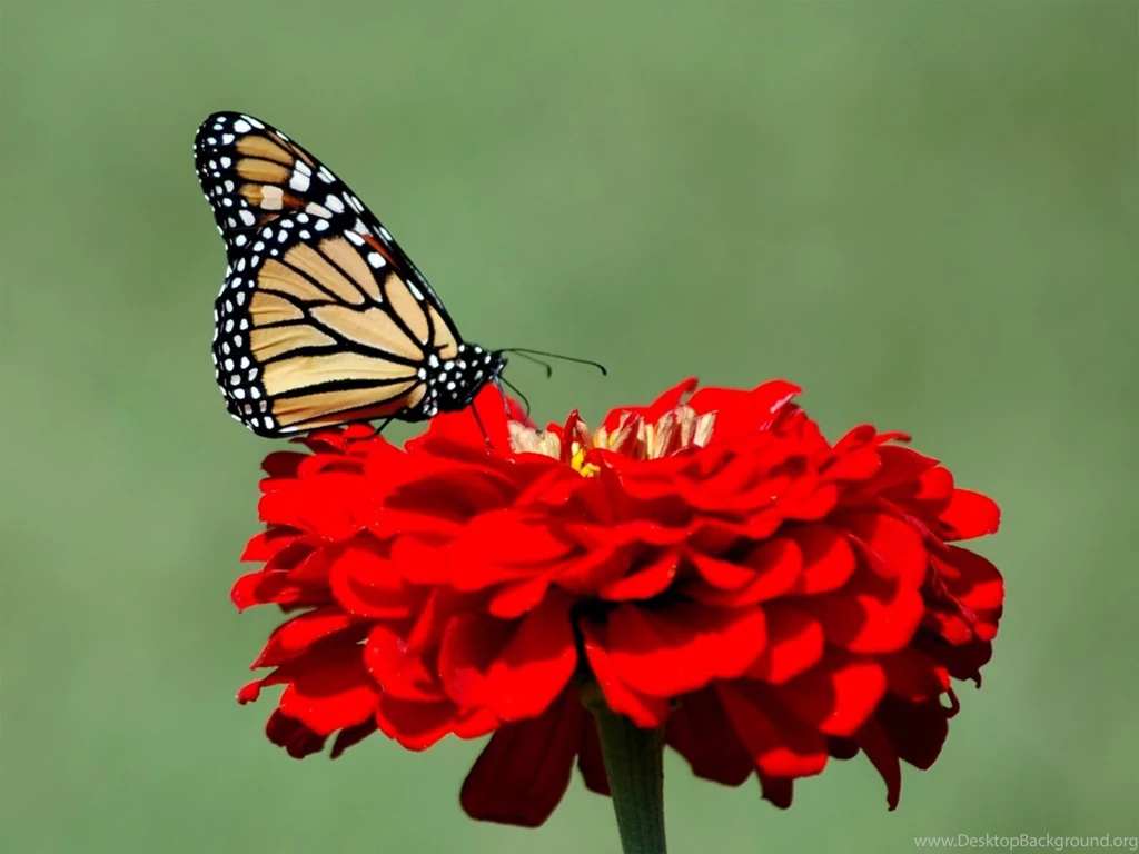 Monarch Butterfly Wallpapers   Wallpapers HD Wide