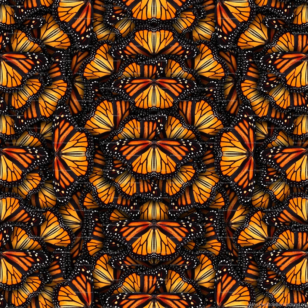 Monarch Butterfly Fabric, Wallpapers & Gift Wrap   Spoonflower