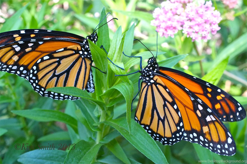 Monarch Butterflys   Lessons   TES