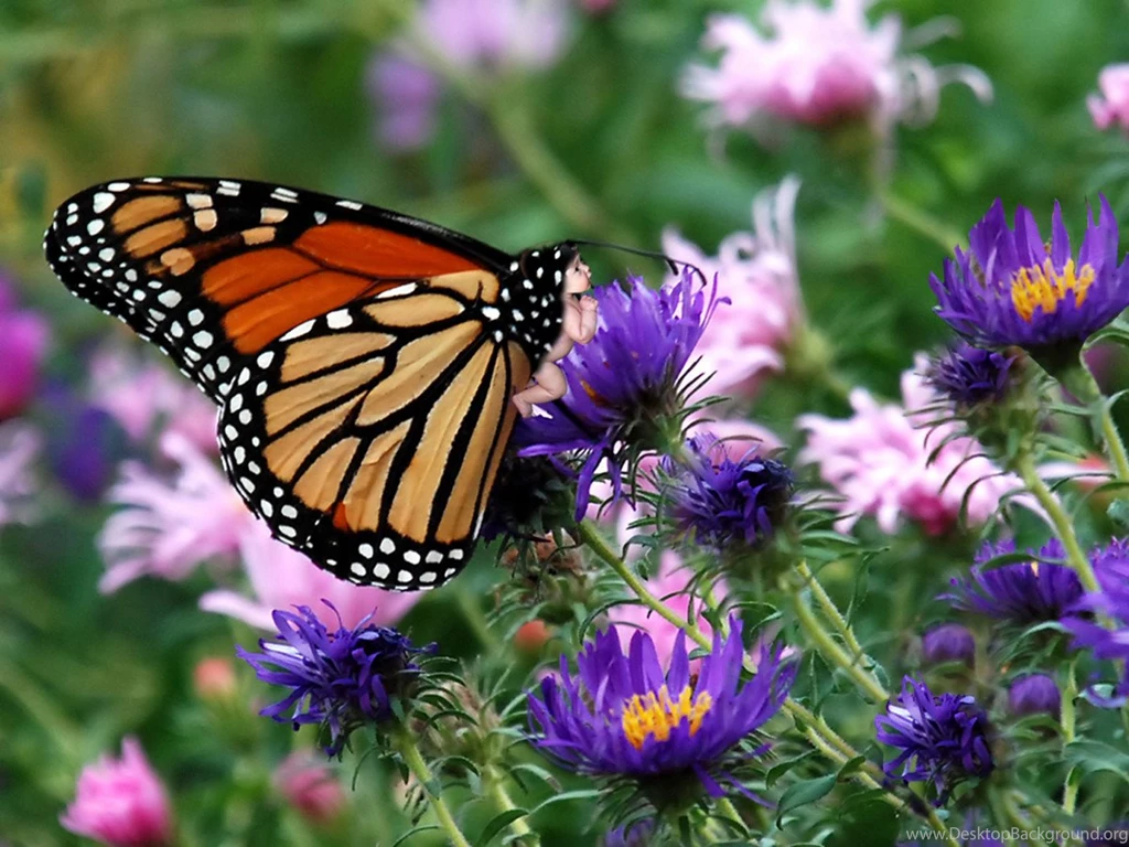 Butterfly HD Wallpapers Collection ~ :: Www.akbarkhan.net ::