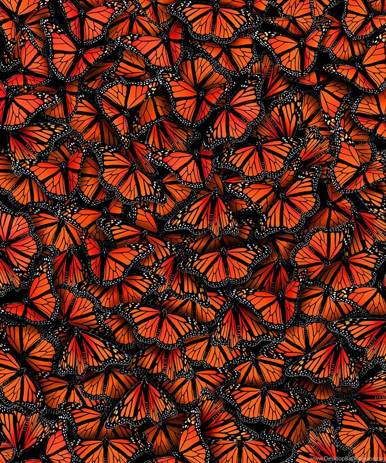 Nobody Ever Suspects The Butterfly...