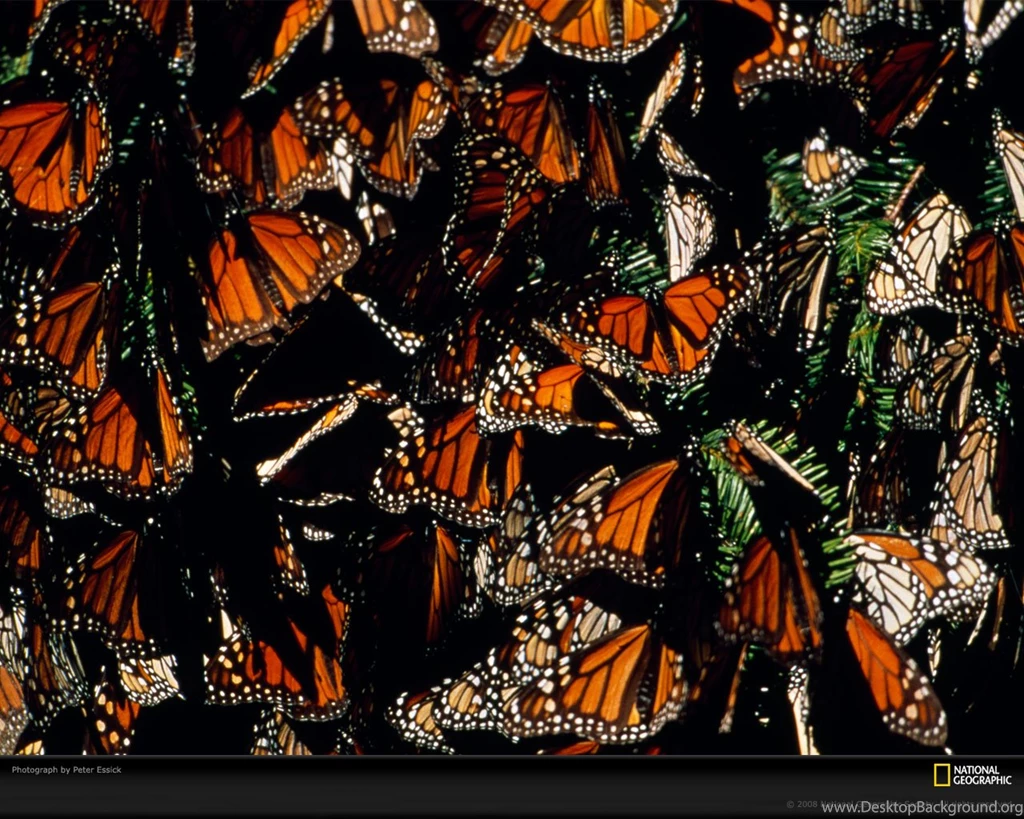 El Rosario Preserve, Mexico, Migrating Monarchs, Photo Of The Day ...