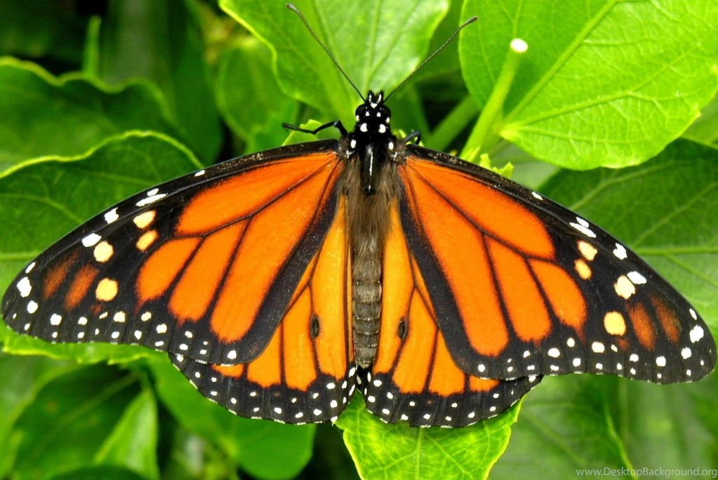 Monarch Butterfly Pictures
