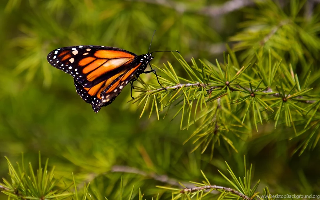 Monarch, Butterfly, Tree Wallpapers – Yoyowall.com