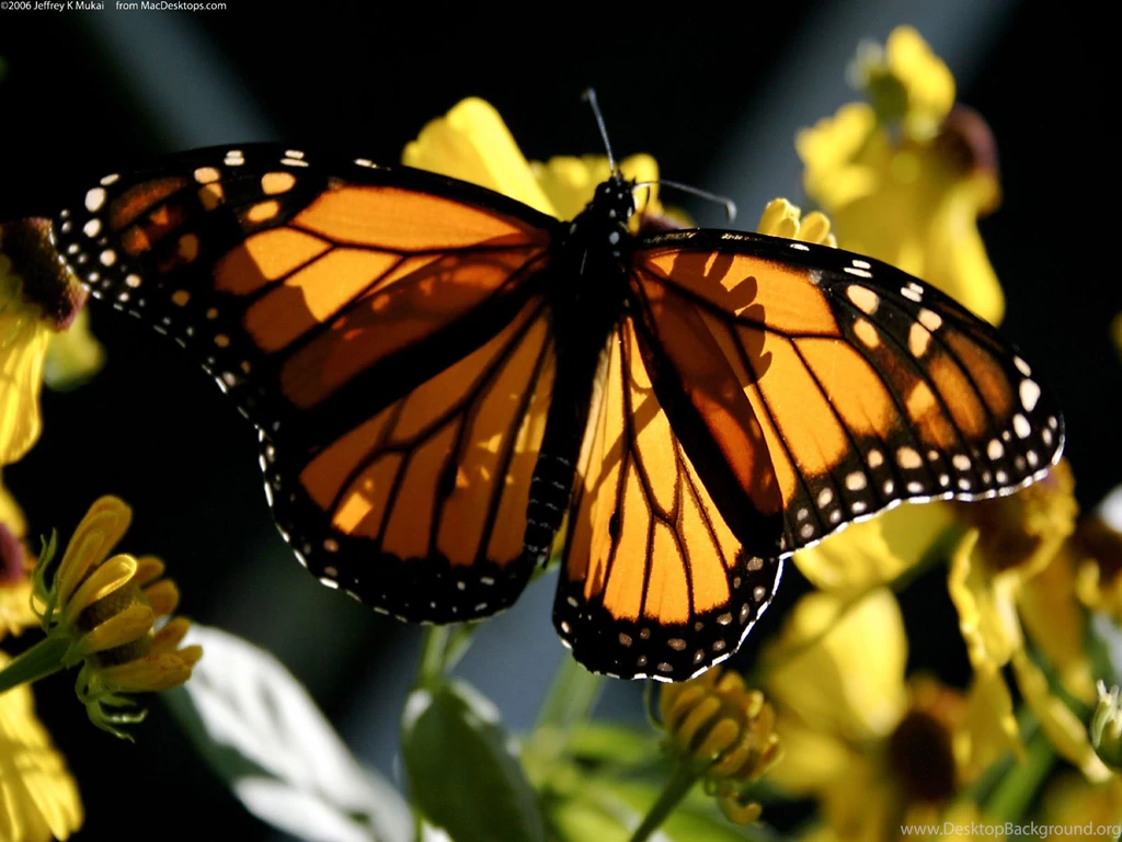 Download Monarch Butterfly Image Wallpapers Free By Udhao.net