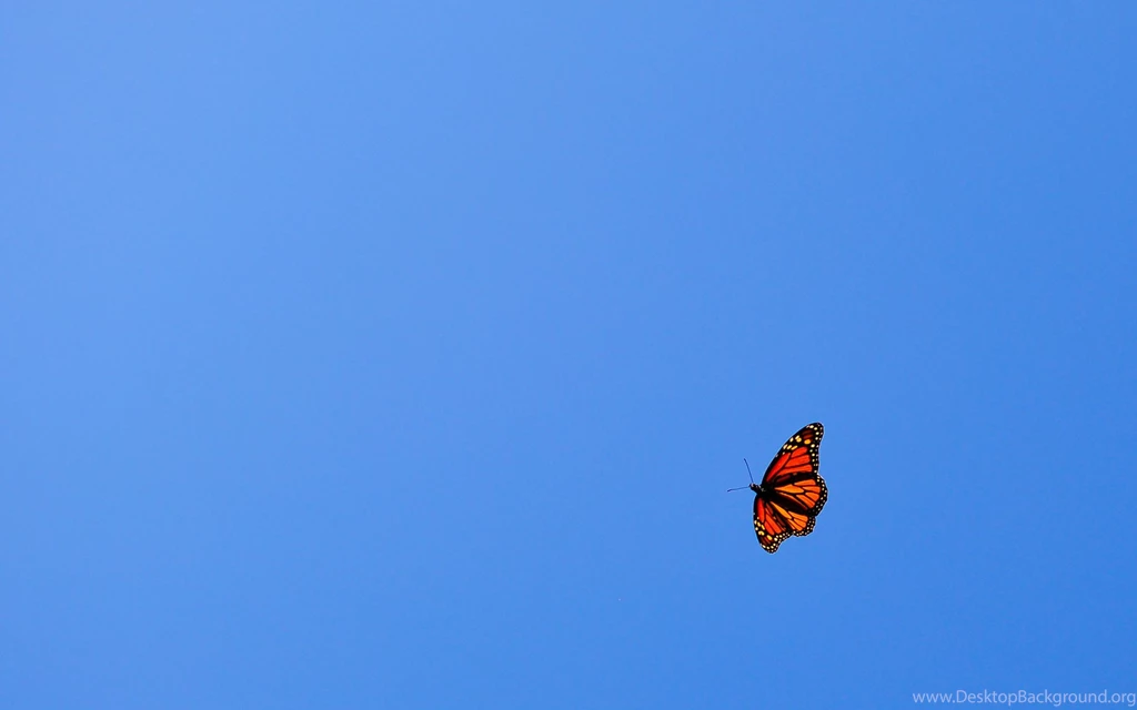 Orange Monarch Butterfly Against Blue Sky