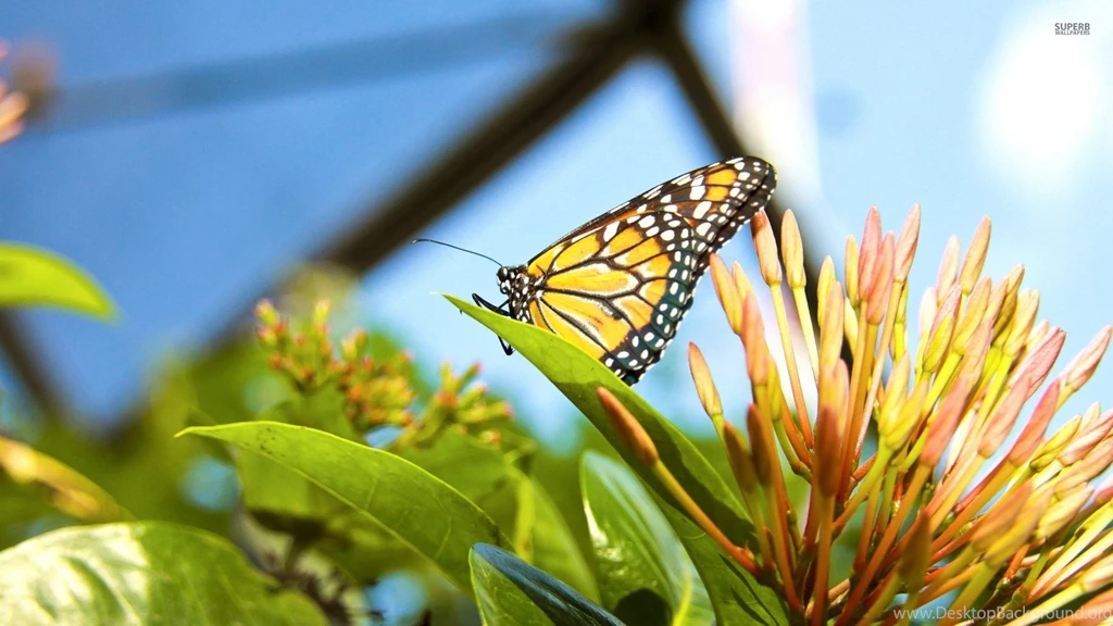 Monarch Butterfly Wallpapers   Animal Wallpapers