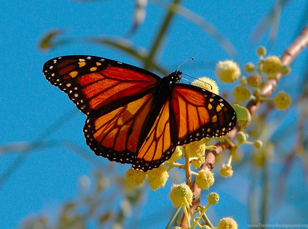 Monarch Butterfly 21 Backgrounds Hivewallpaper.com